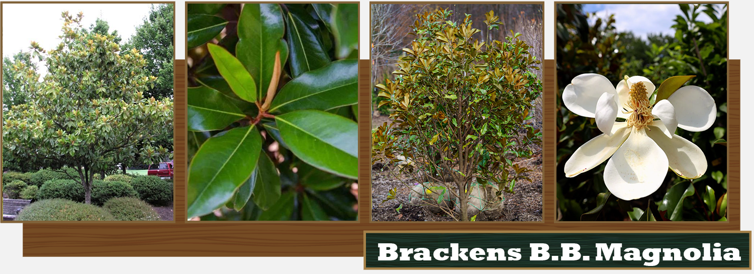Brackens Brown Beauty Magnolia